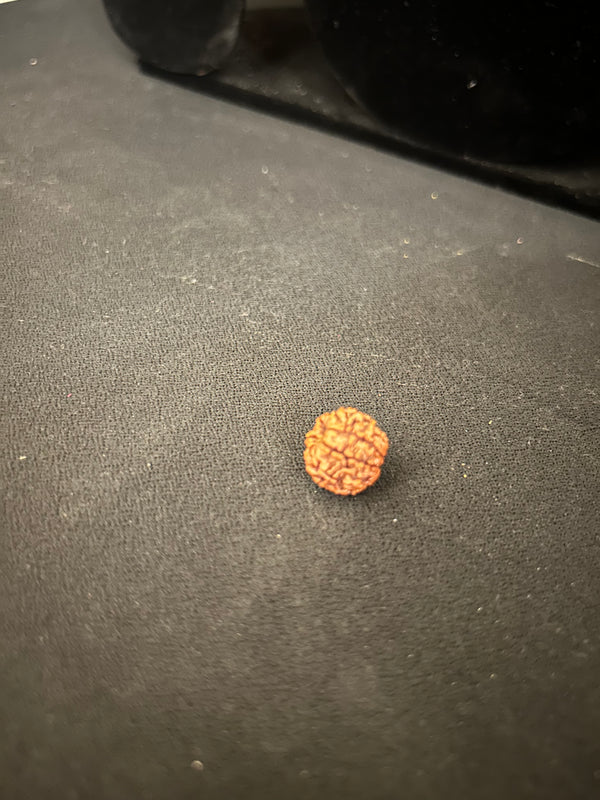 7 Mukhi Rudraksha Divine Protection Bead