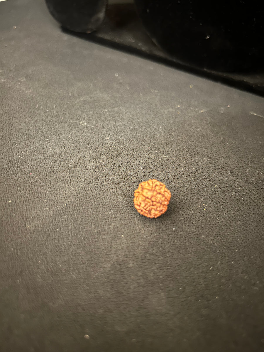 7 Mukhi Rudraksha Divine Protection Bead