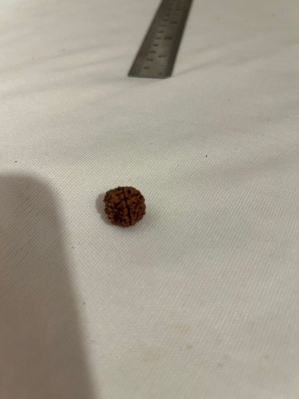 7 Mukhi Rudraksha Divine Protection Bead